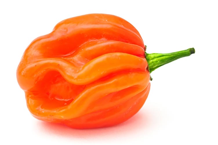 Habanero Orange