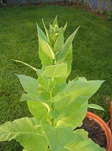 Nicotiana Tabacum