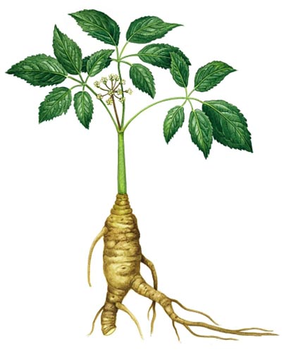 Panax Ginseng