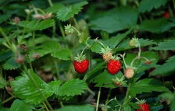 Fragole di Bosco